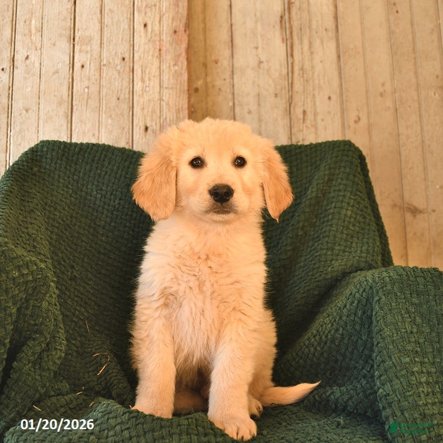 Mixed Breed dogs Coal  - Ad 2