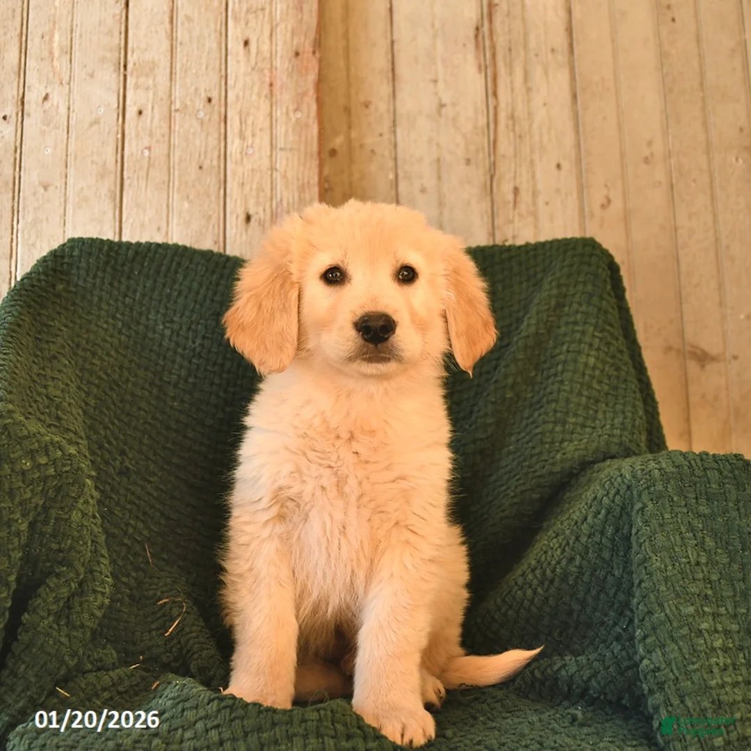 Mixed Breed dogs for sale: Coal  - Ad 2