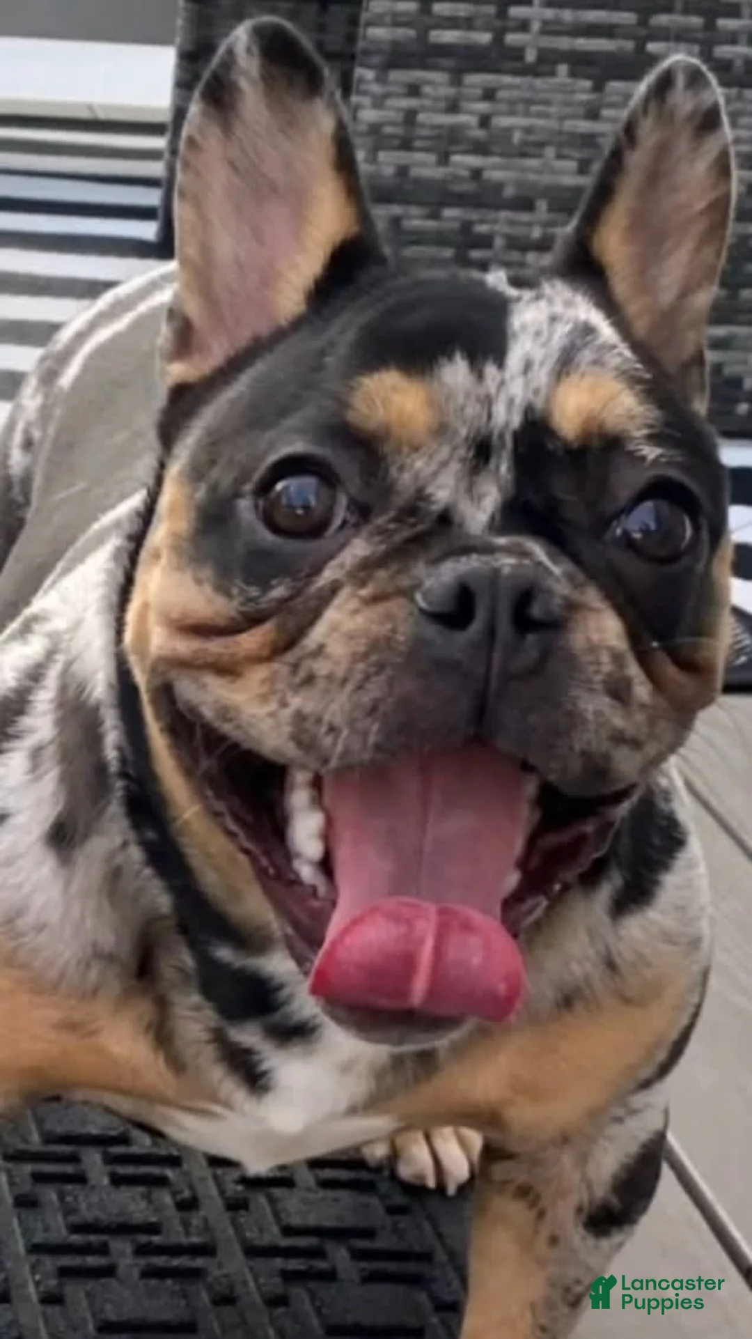 French Bulldog dogs for sale: Blessing - Ad 26