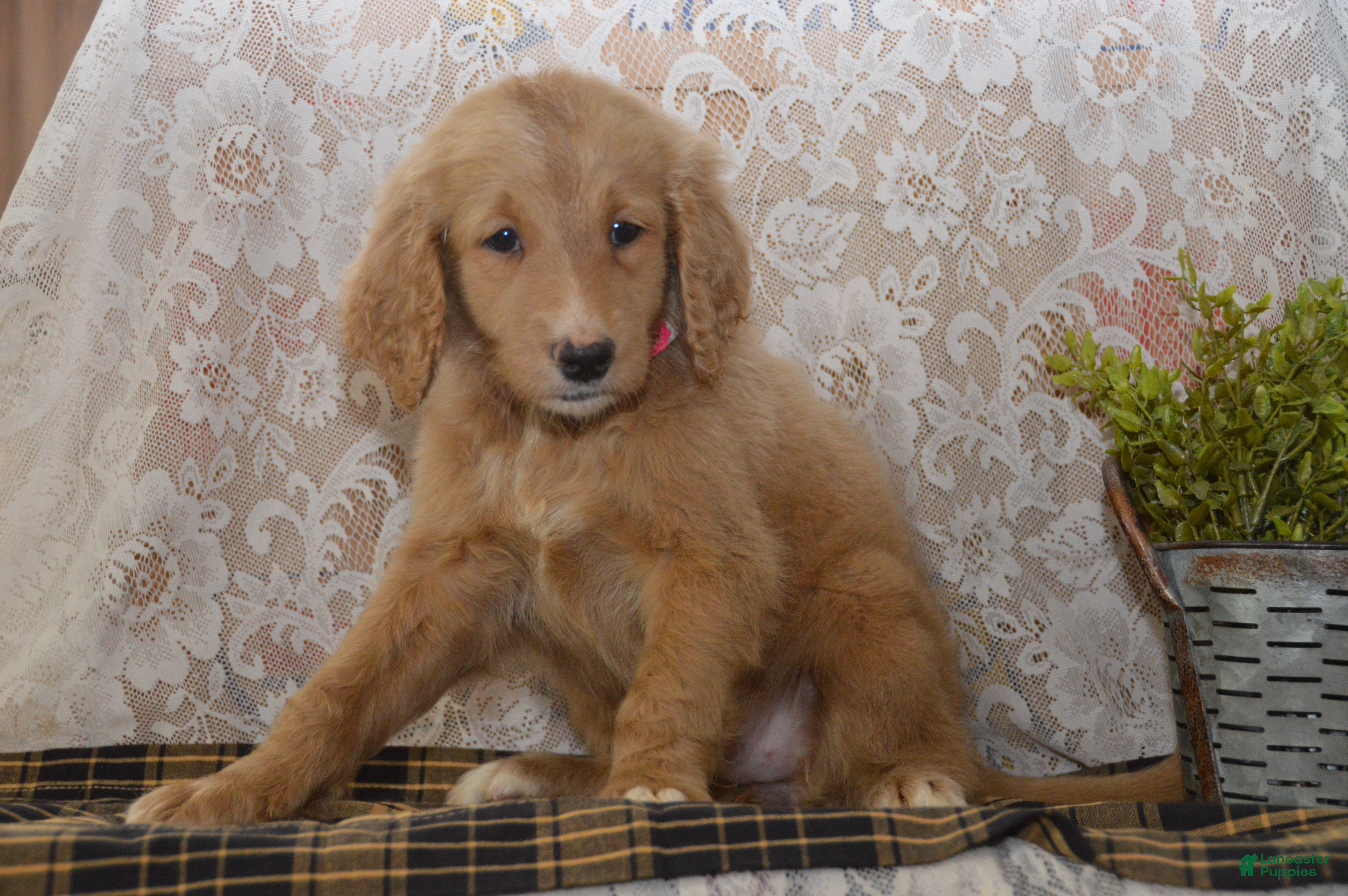 Goldendoodle dogs Shelby - Ad 2