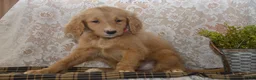 Goldendoodle dogs for sale: Shelby - Ad 2