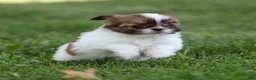 Shih Tzu dogs for sale: Tulip Shih Tzu  - Ad 3