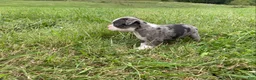 Boston Terrier dogs for sale: Macy - Ad 7