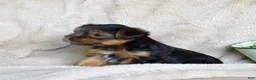 Yorkshire Terrier dogs for sale: Pluto - Ad 5