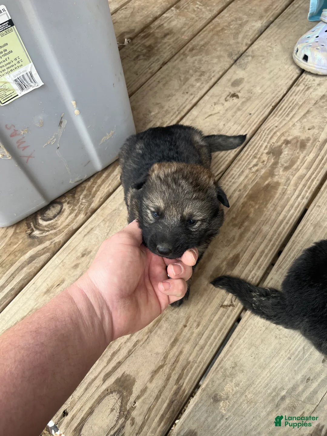 German Shepherd dogs for sale: German Shepherd Puppy 6 - Ad 2