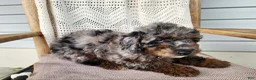 Mini Bernedoodle dogs for sale: Leasha - Ad 7