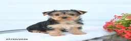 Morkie dogs for sale: Lucy - Ad 3