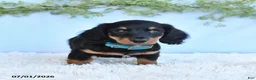 Miniature Dachshund dogs for sale: Rocky - Ad 4