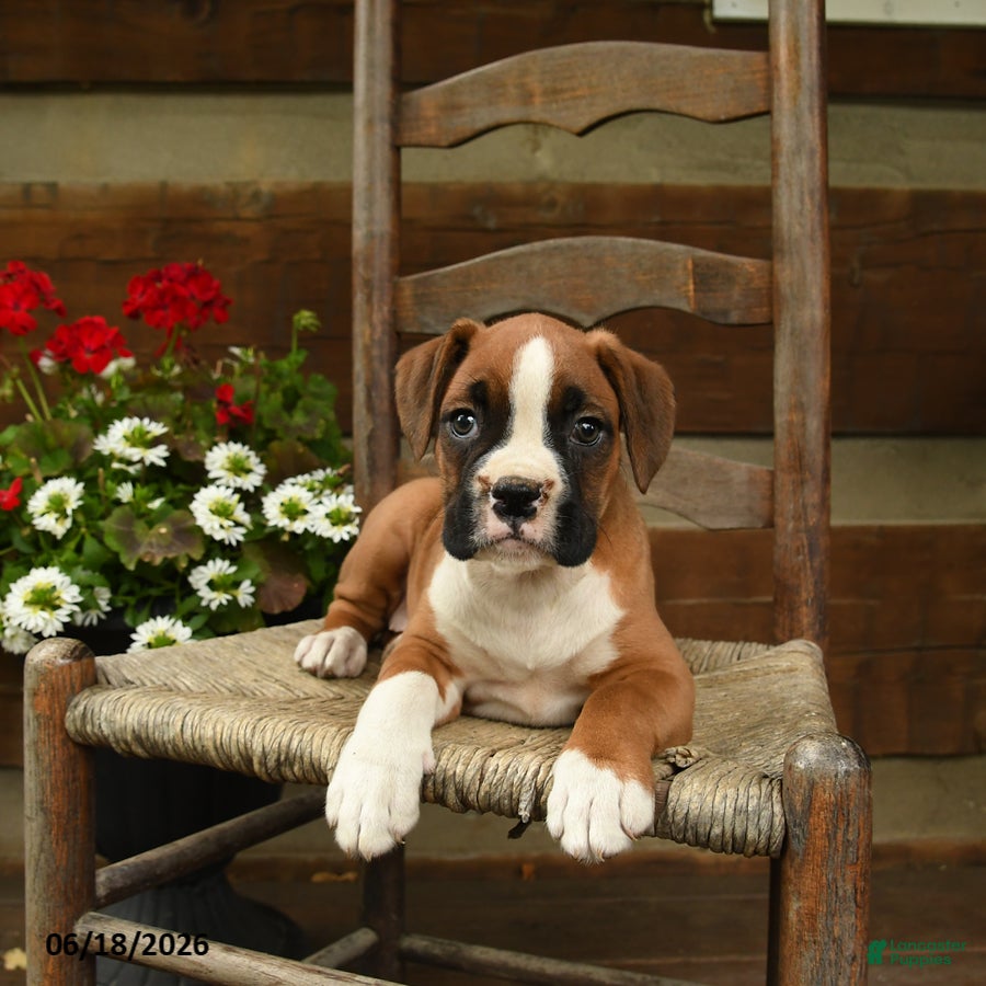 Boxer dogs Bella   - Ad 1