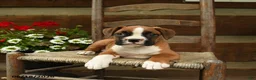 Boxer dogs for sale: Bella   - Ad 1