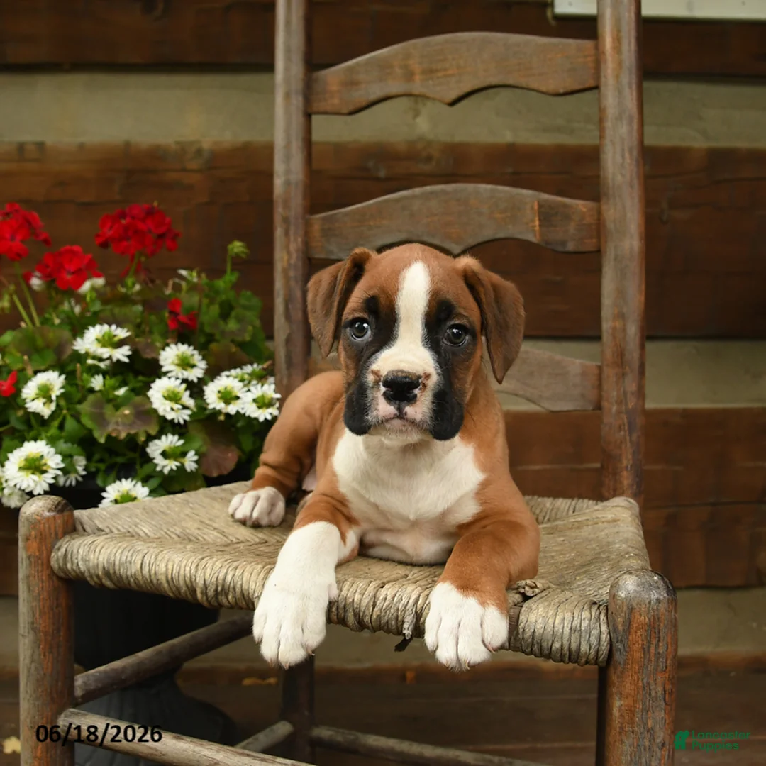 Boxer dogs for sale: Bella   - Ad 1