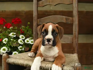 Boxer dogs for sale: Bella - Ad 3