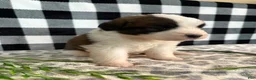 Saint Bernard dogs for sale: Honda - Ad 1
