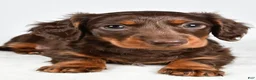 Miniature Dachshund dogs for sale: Sonny  - Ad 9