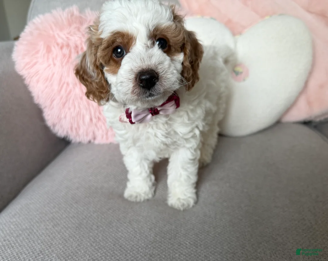 Mini Goldendoodle dogs for sale: Ellie - Ad 3