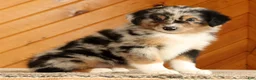 Australian Shepherd dogs for sale: Bella - Ad 4