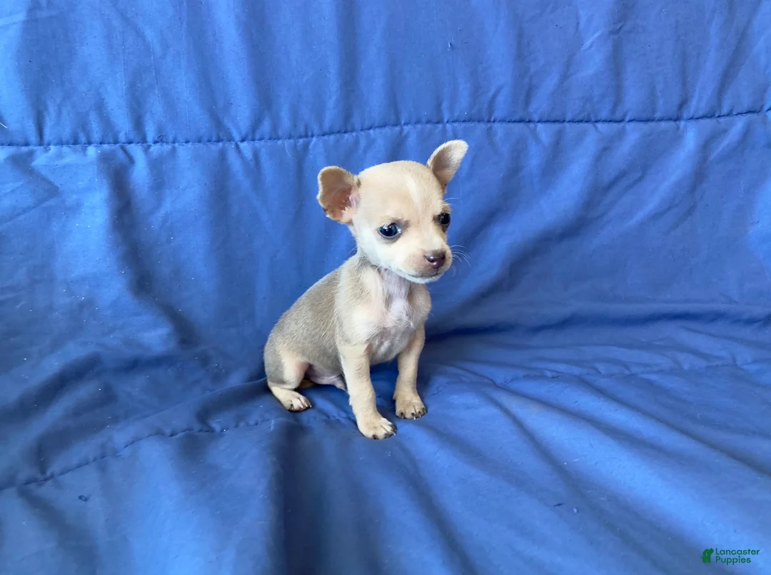 Chihuahua dogs for sale: Fletcher - Ad 10