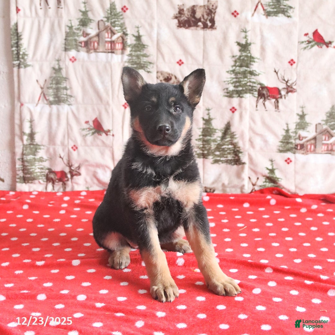 German Shepherd dogs for sale: Clover - Ad 2