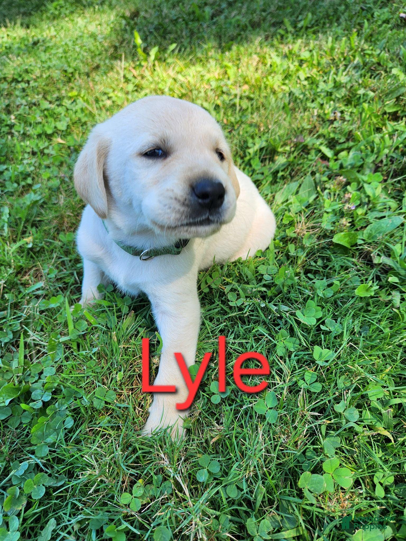 Labrador Retriever dogs for sale: Lyle - Ad 2