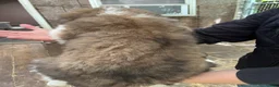 Saint Bernard dogs for sale: Saint Bernard 2 Bobby - Ad 2
