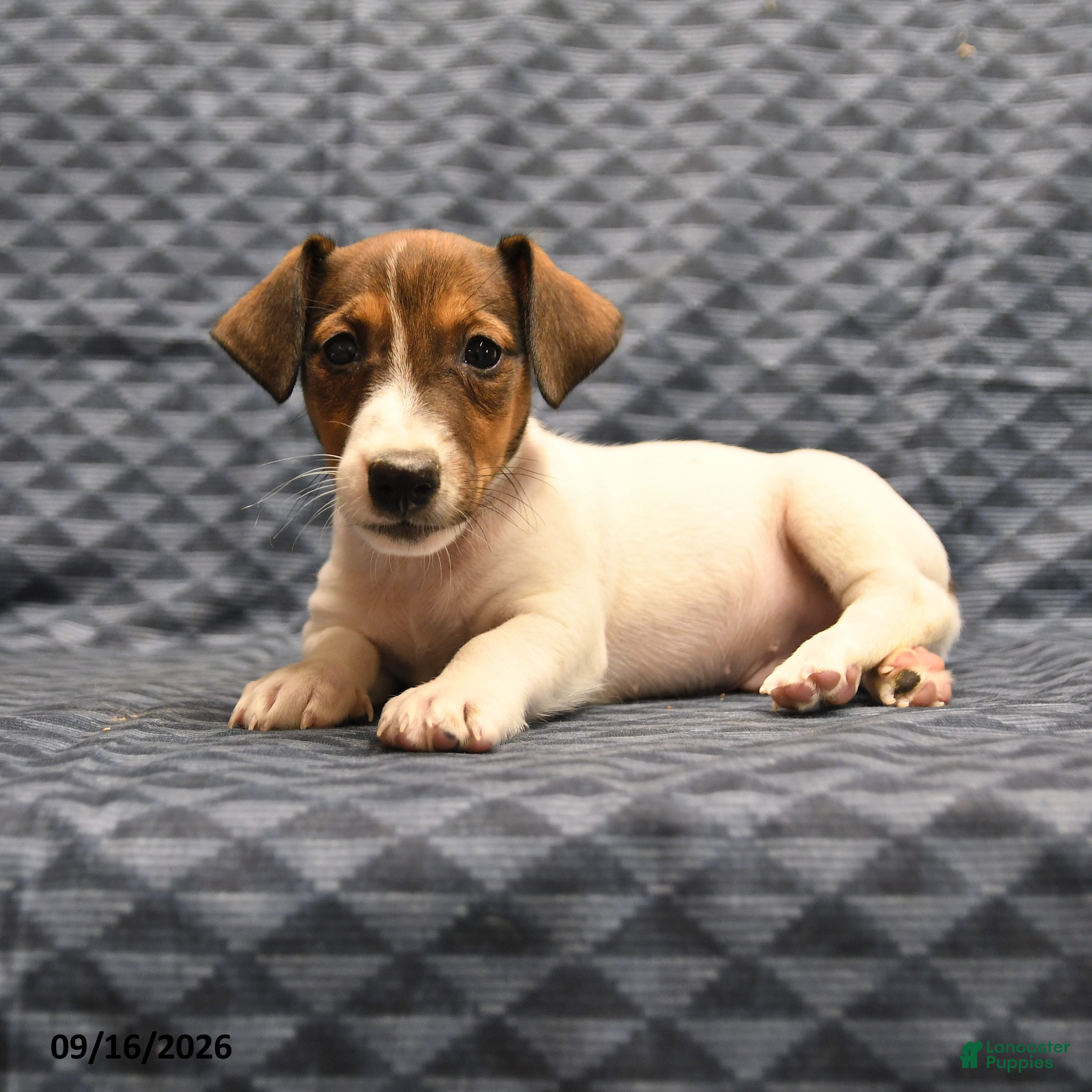Jack Russell Terrier dogs Lenny - Ad 1