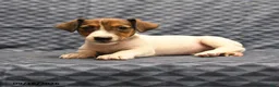 Jack Russell Terrier dogs for sale: Lenny - Ad 1
