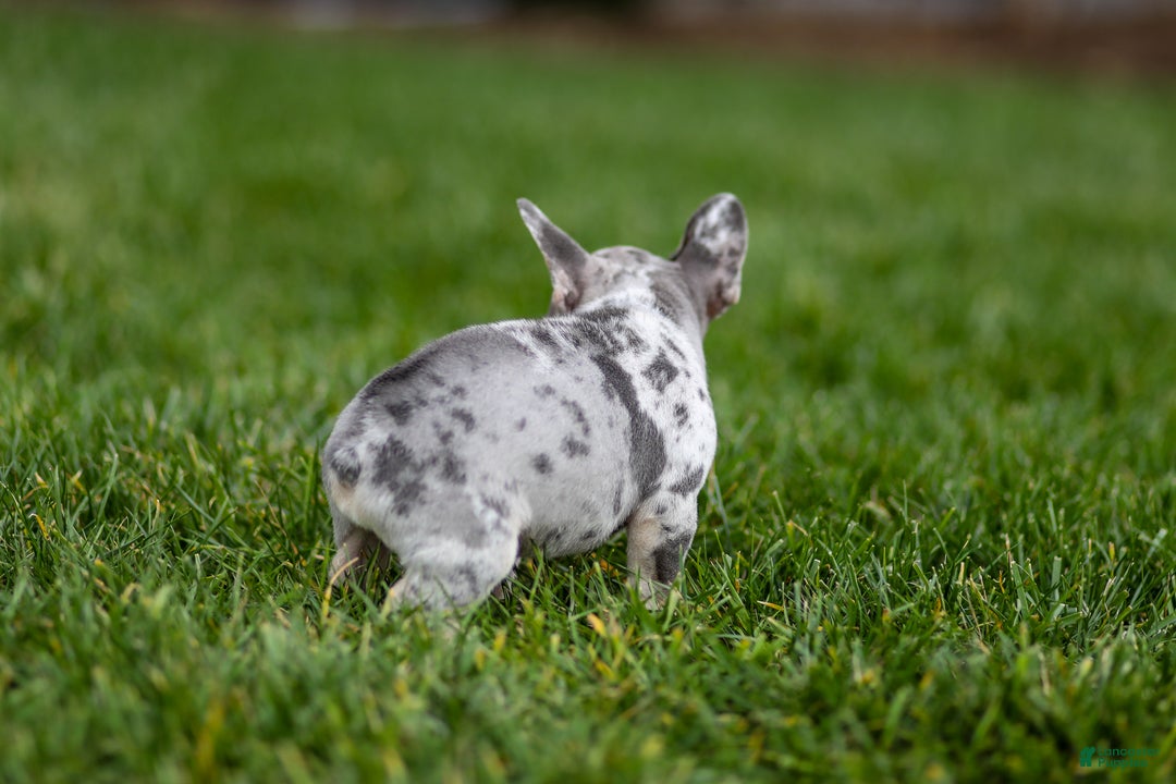 French Bulldog dogs for sale: Fern - Ad 20