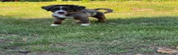 Mini Bernedoodle dogs for sale: Mini Bernedoodle 1 - Ad 3