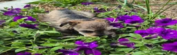 Miniature Schnauzer dogs for sale: Miniature Schnauzer 1 - Ad 5