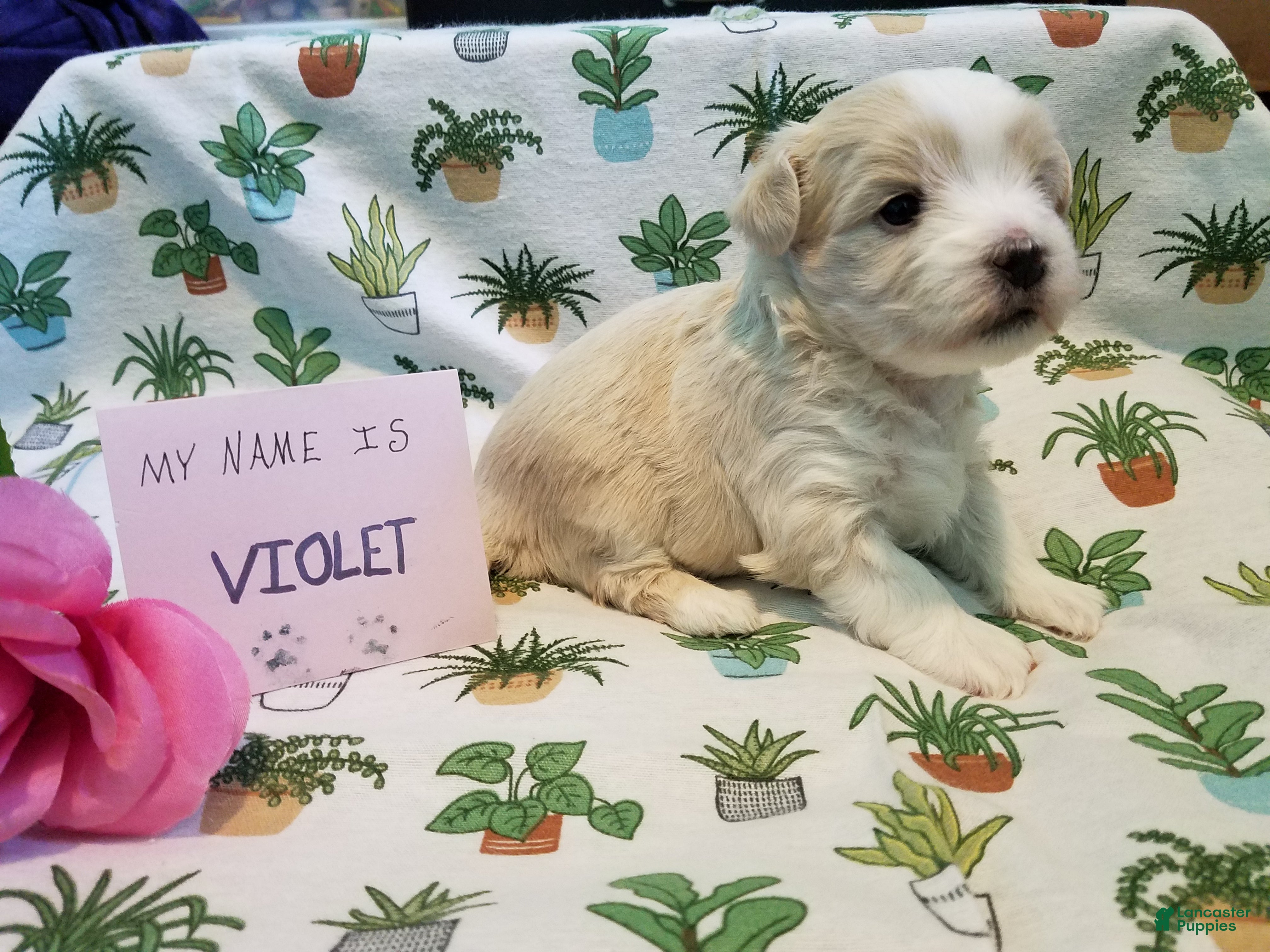 Maltipoo dogs Violet - Ad 10