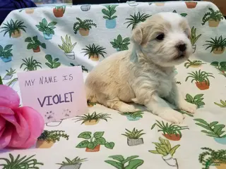 Maltipoo dogs Violet - Ad 10