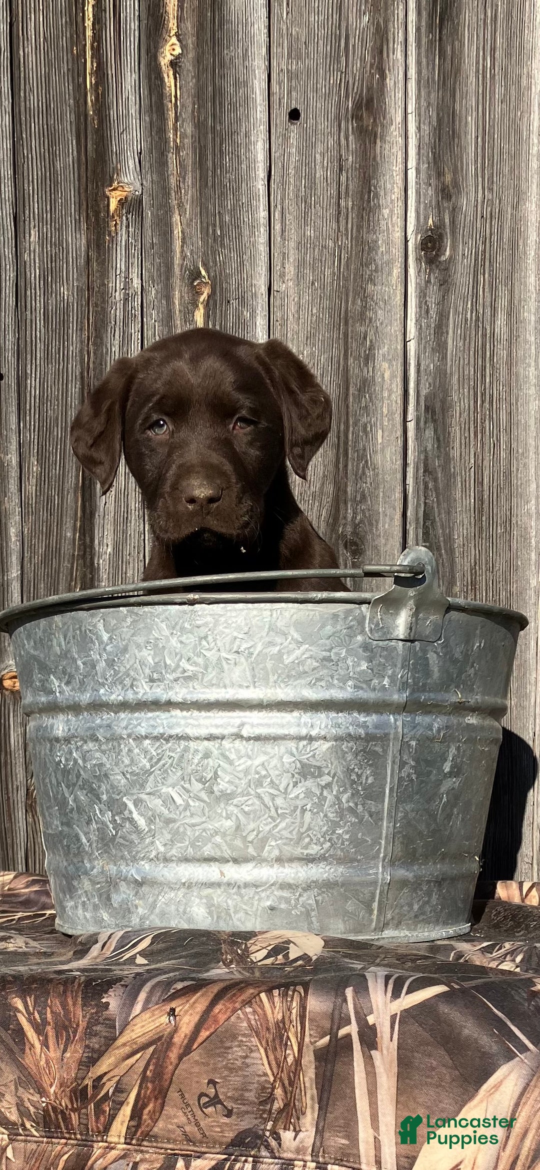 Labrador Retriever dogs for sale: Labrador Retriever litter of 2 puppies - Ad 2