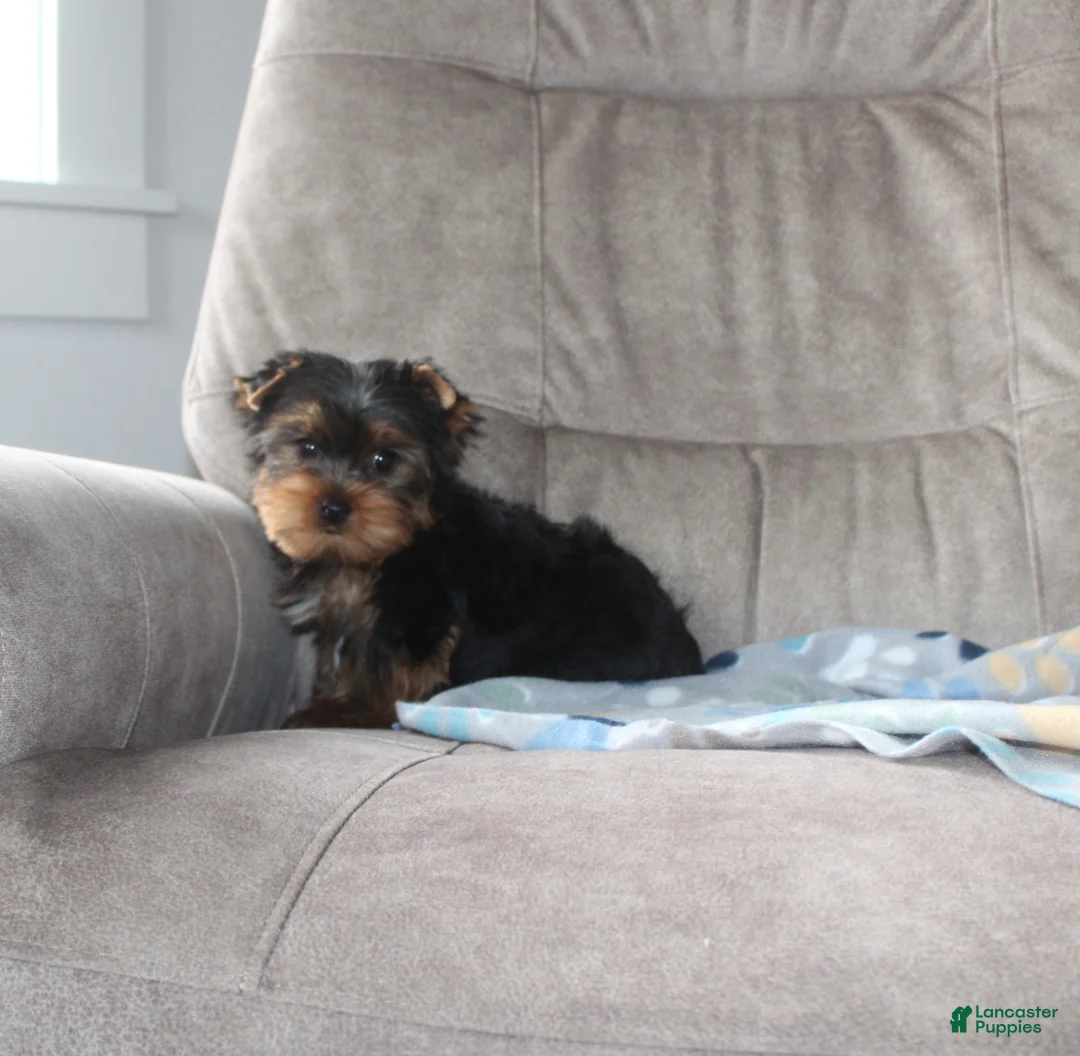 Yorkshire Terrier dogs for sale: Toby - Ad 2