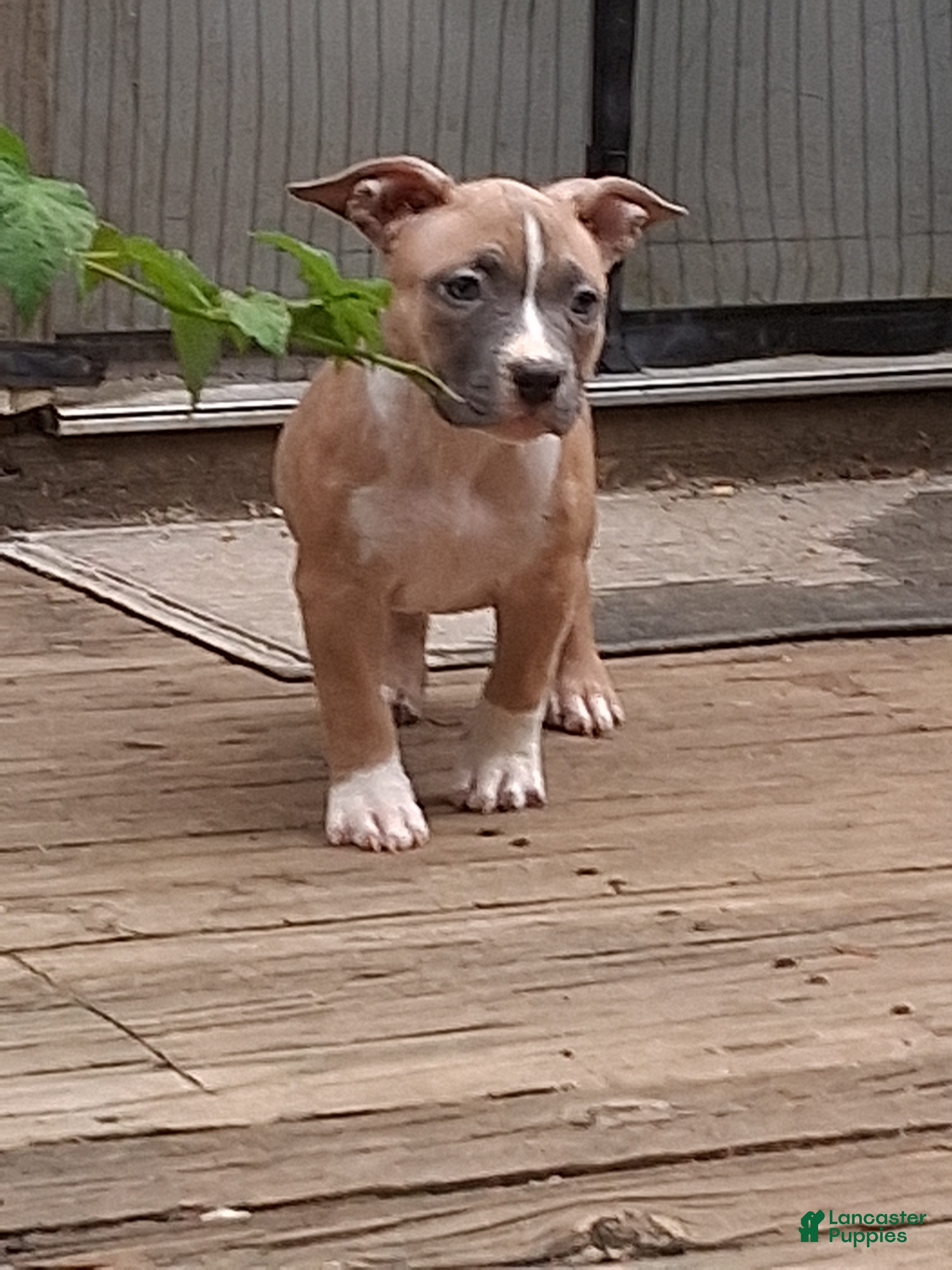 American Bully dogs American Bully 4 - Ad 13