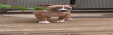 American Bully 4