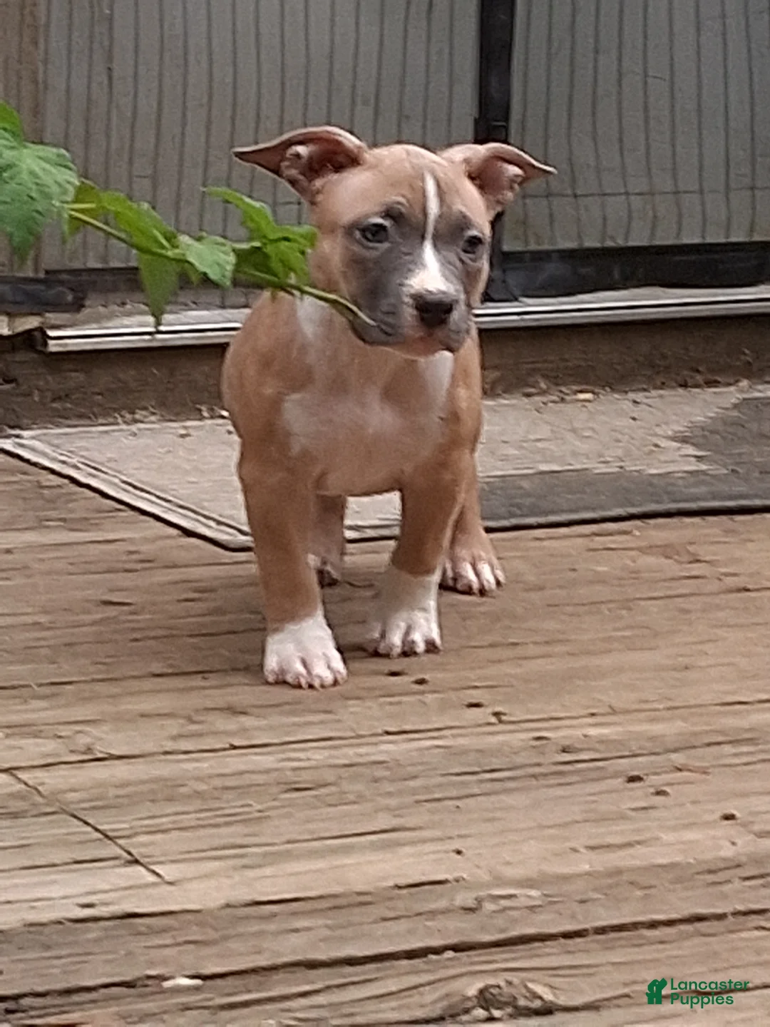 American Bully dogs for sale: American Bully 4 - Ad 1