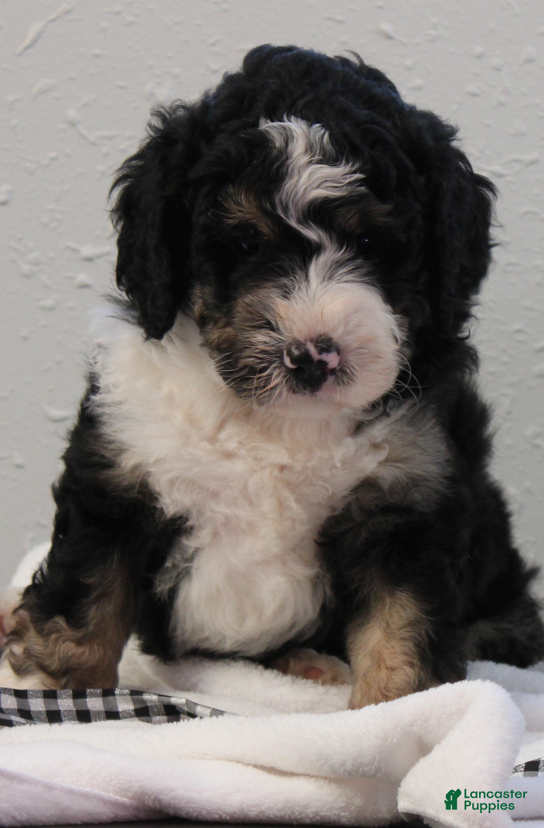 Bernedoodle dogs Bixley - Ad 1