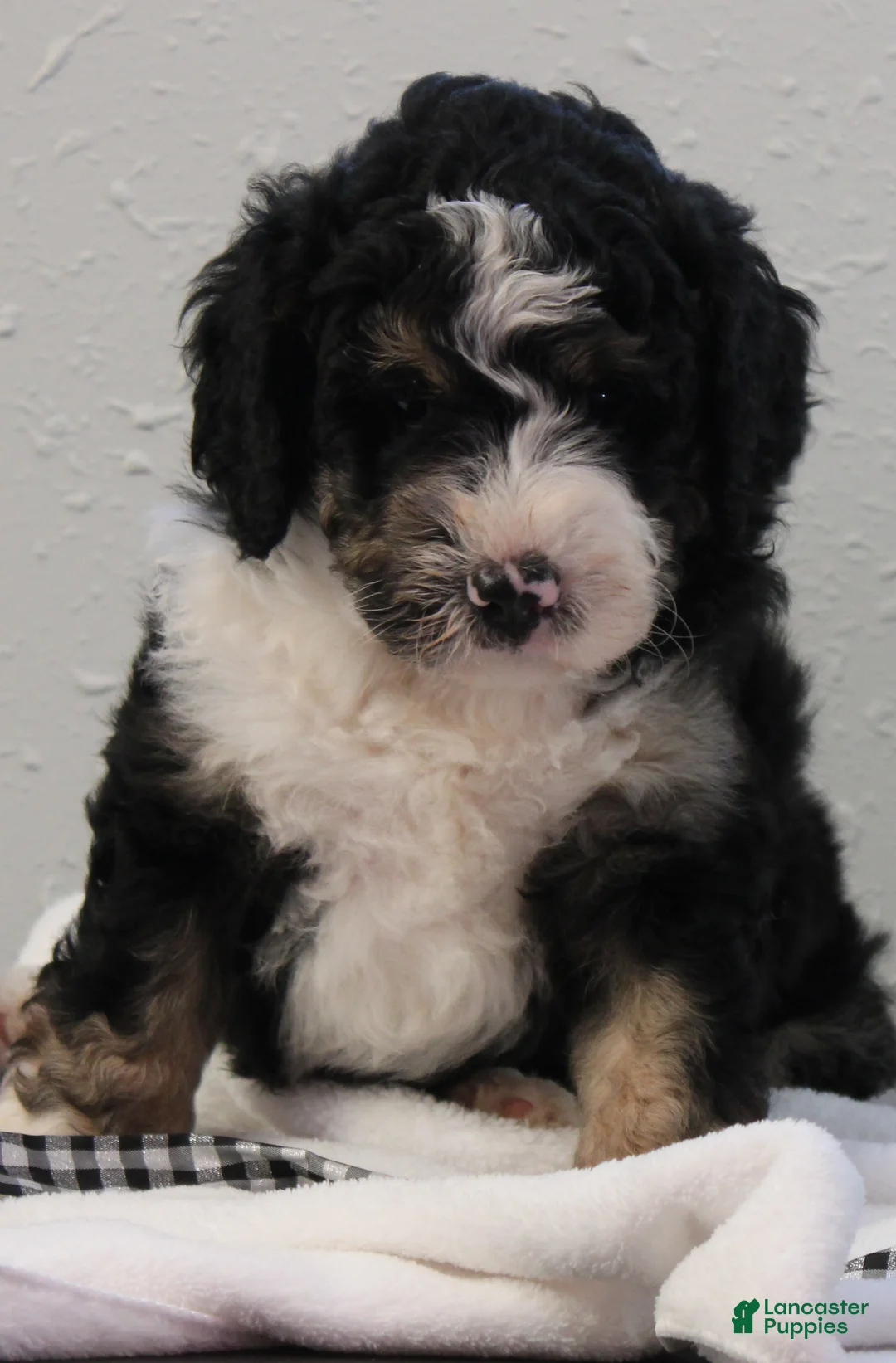 Bernedoodle dogs for sale: Bixley - Ad 1