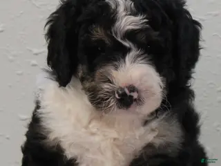 Bernedoodle dogs Bixley - Ad 1