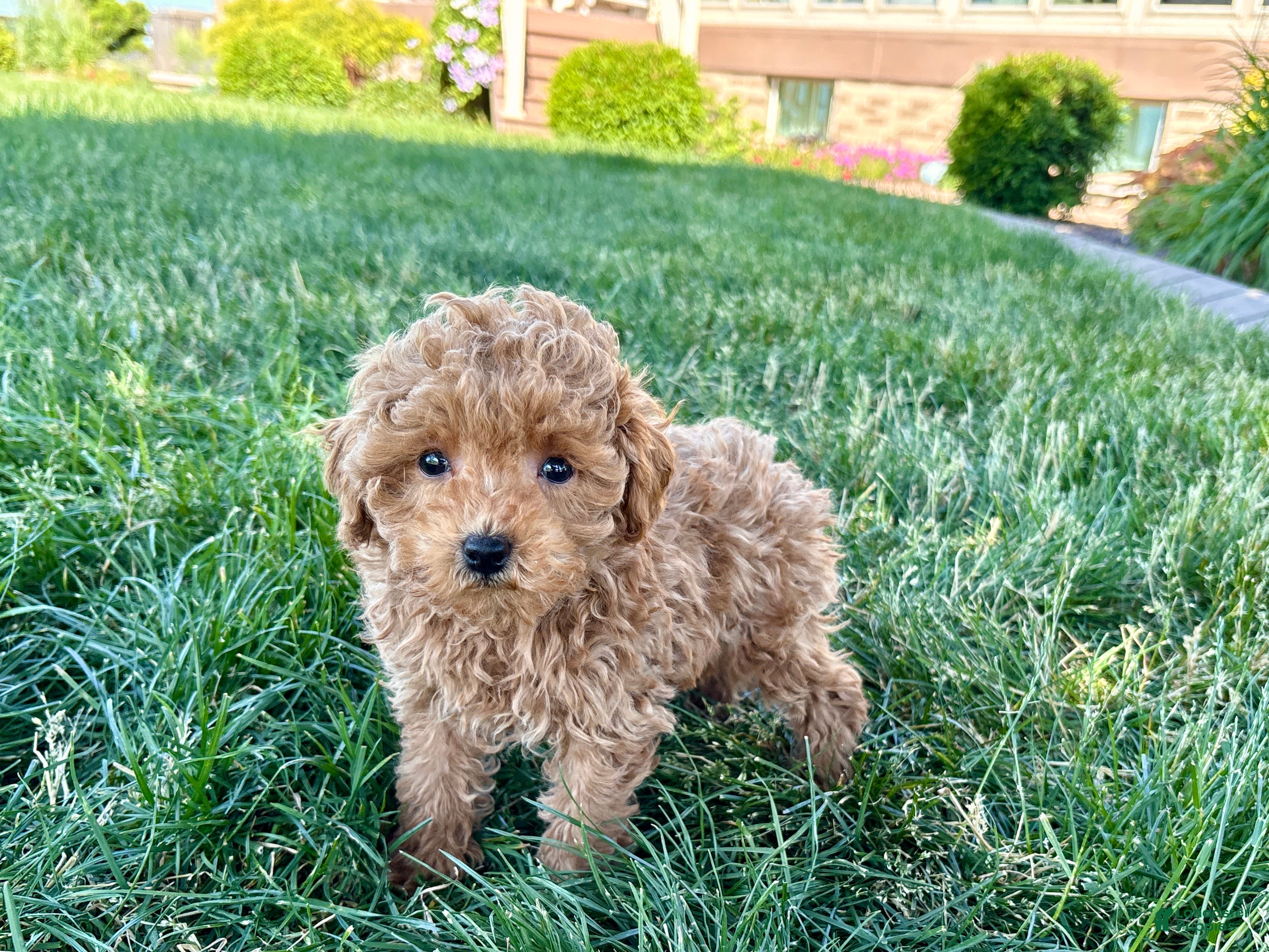 Maltipoo dogs for sale: Ada - Ad 6