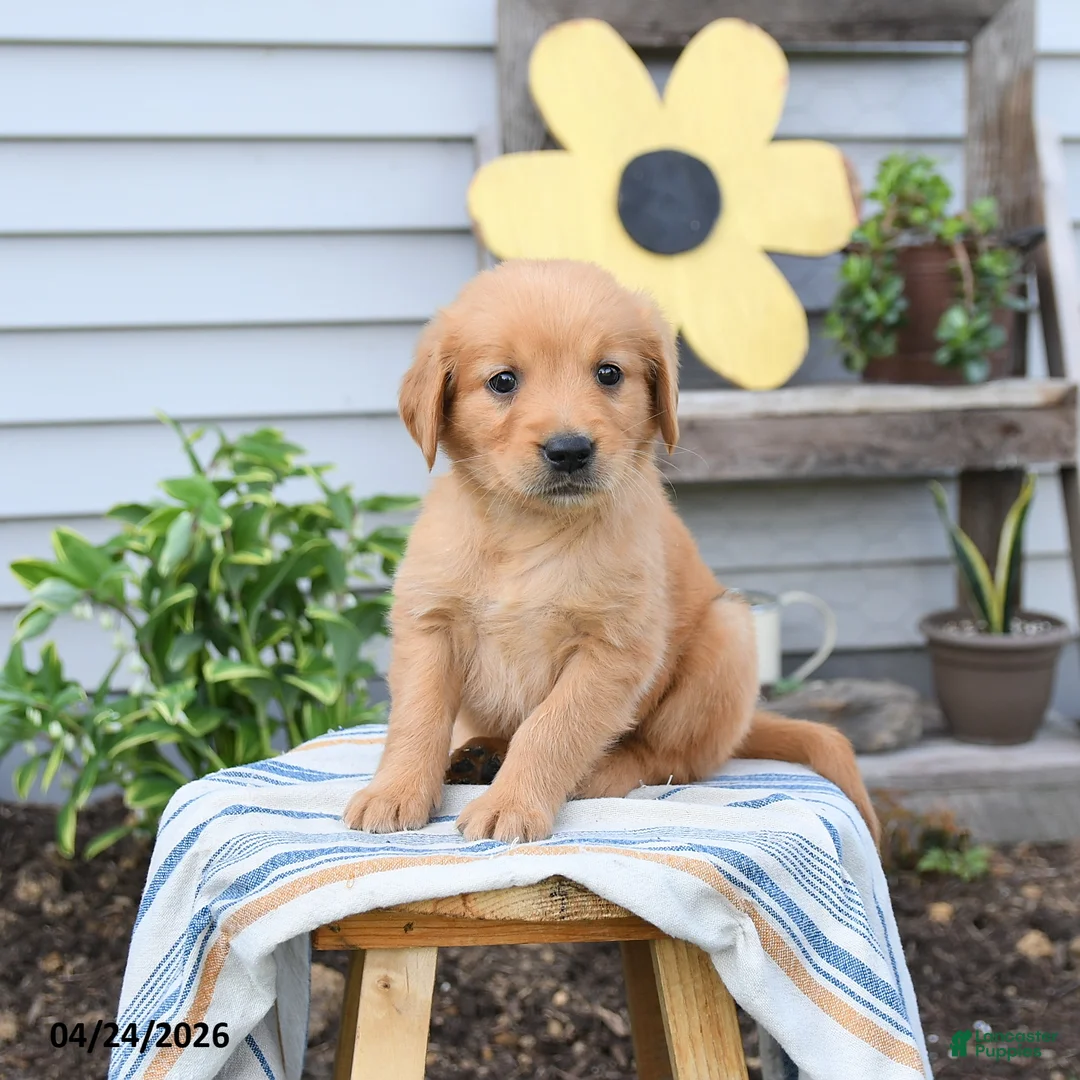 Golden Retriever dogs for sale: Stanley - Ad 2