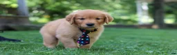 Golden Retriever dogs for sale: Benson - Ad 4