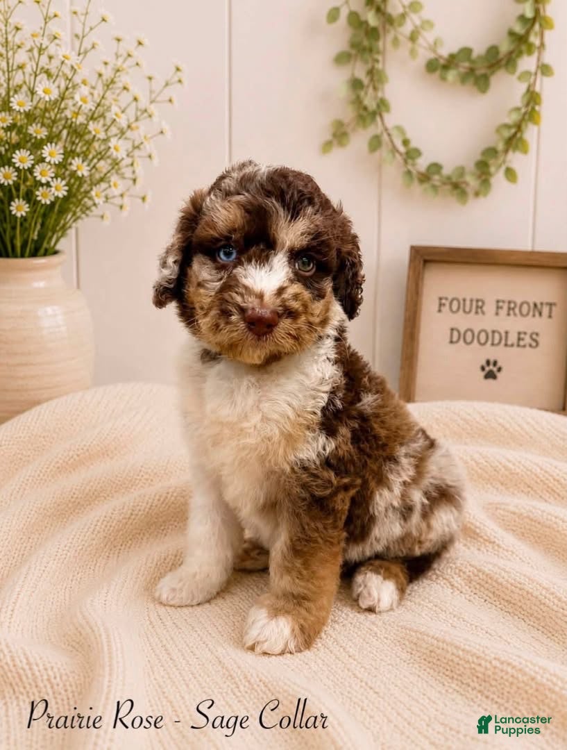 Bernedoodle dogs Bernedoodle 1 - Ad 1