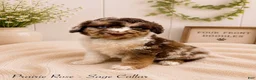 Bernedoodle dogs for sale: Bernedoodle 1 - Ad 1