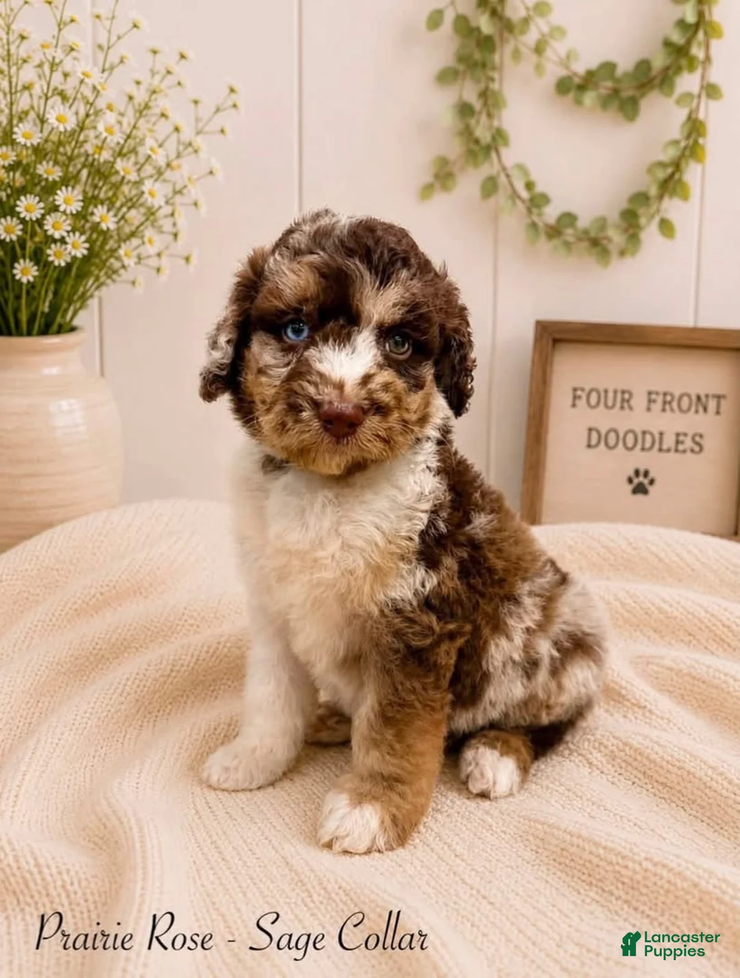 Bernedoodle dogs for sale: Bernedoodle 1 - Ad 1