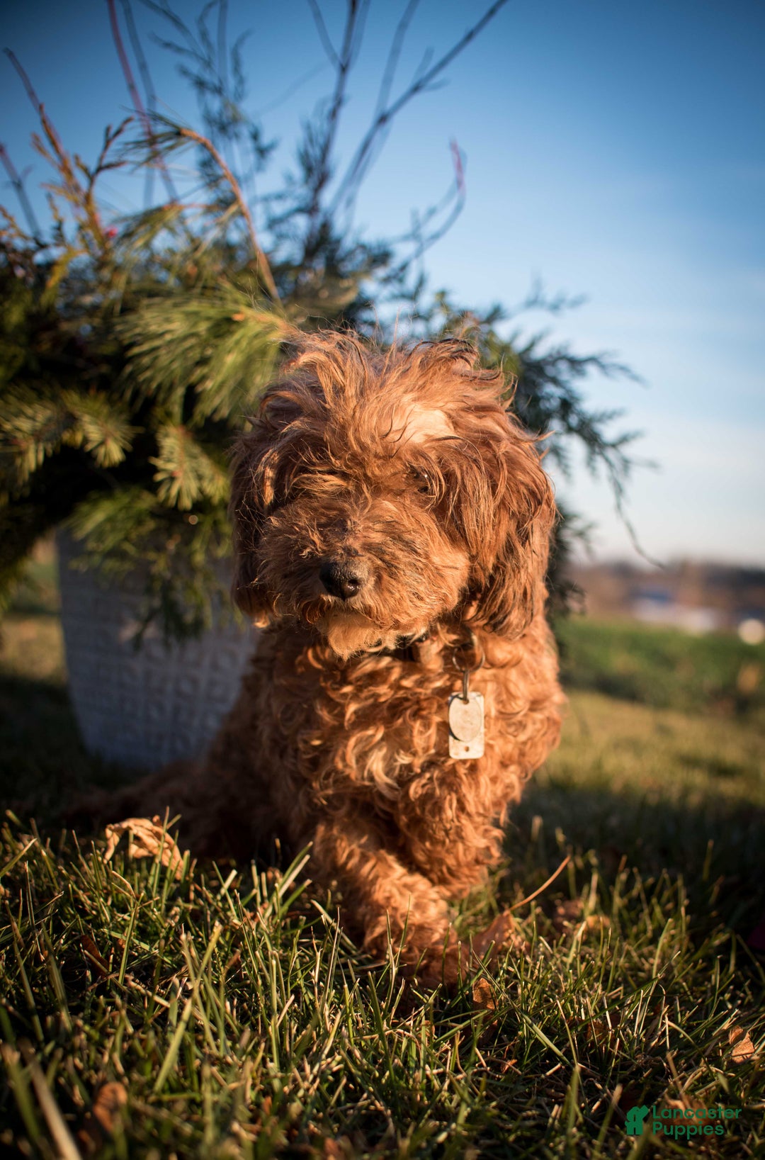 Miniature Poodle dogs for sale: Cindy Lou - Ad 13