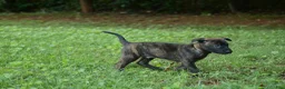 Dutch Shepherd dogs for sale: Akela - Ad 6