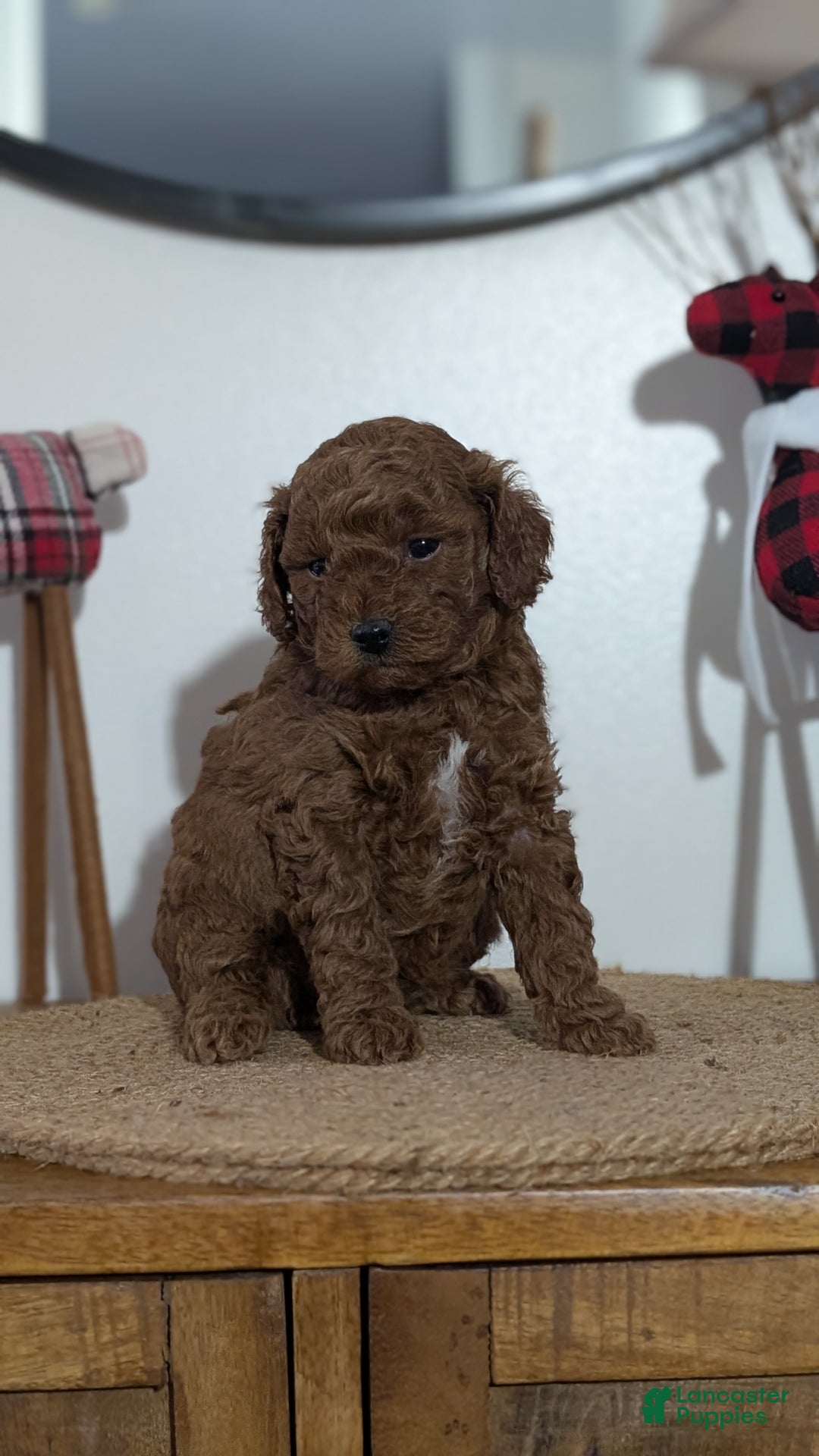 Miniature Poodle dogs for sale: Moby - Ad 4