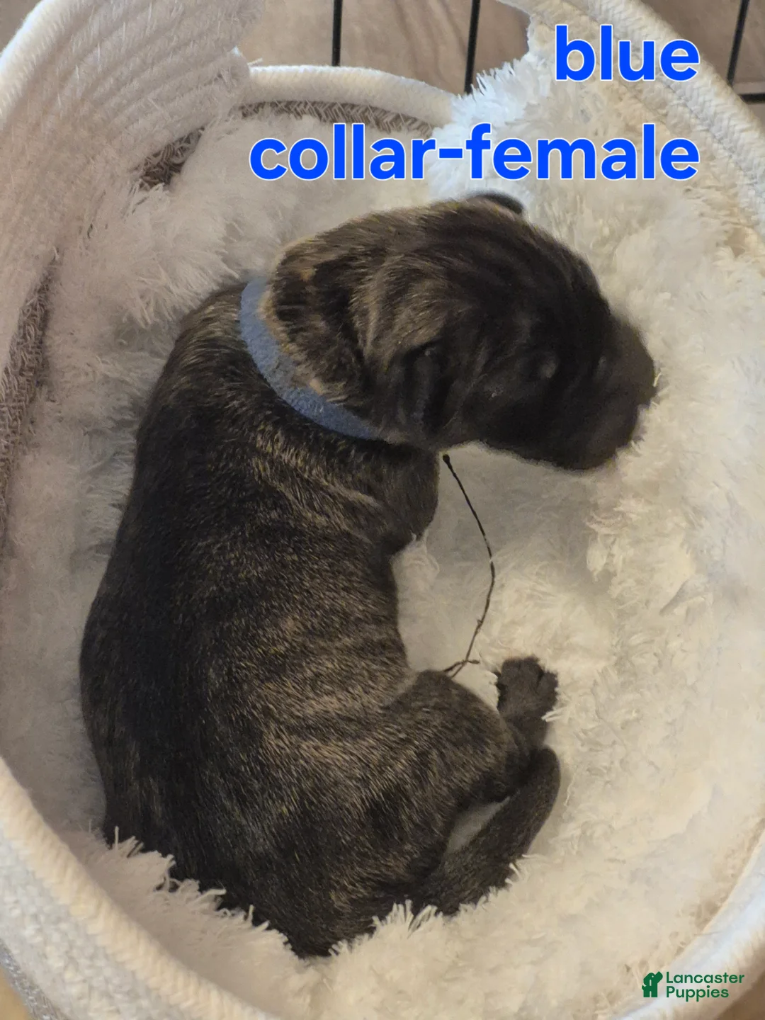 Great Dane dogs for sale: Blossom - Ad 2