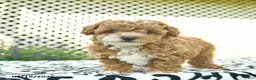 Toy Poodle dogs for sale: Buttercup  - Ad 1
